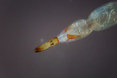 Ceratopogonidae larvae  Larvae,Mosquito,larva