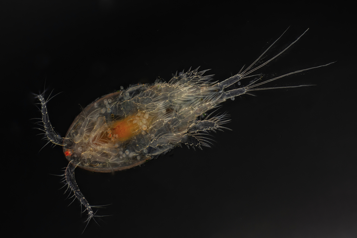 Copepod The picture shows the belly view of Copepod.