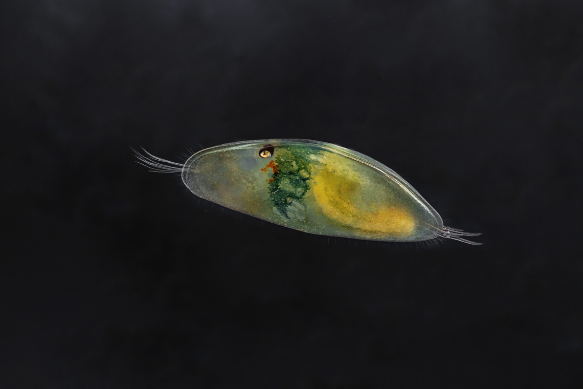 Ostracod  Dolerocypris fasciata,Estonia,Geotagged,Ostracod,Summer