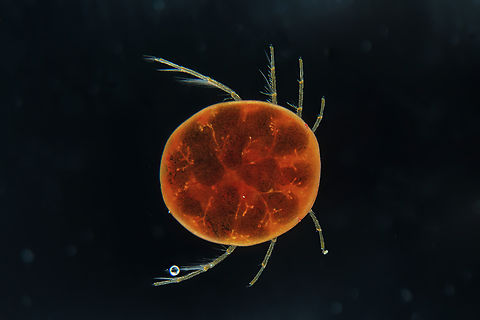 Hydrachnidia
