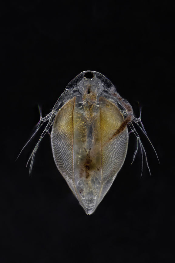 Simocephalus sp