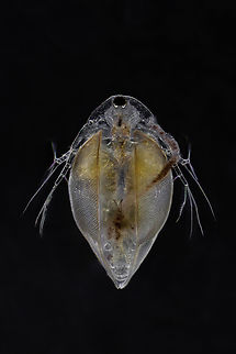 Simocephalus sp