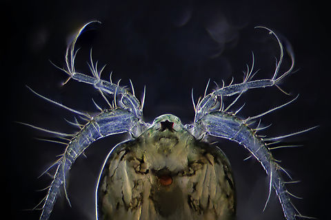 Copepod