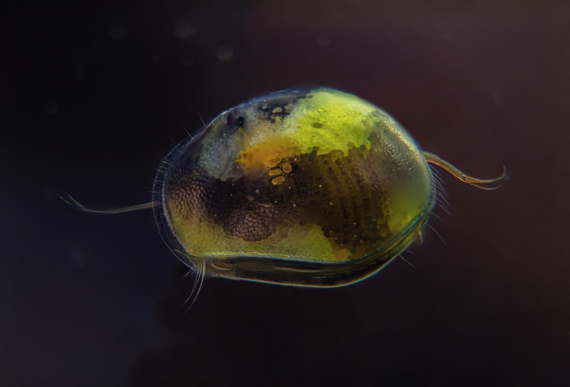Ostracod