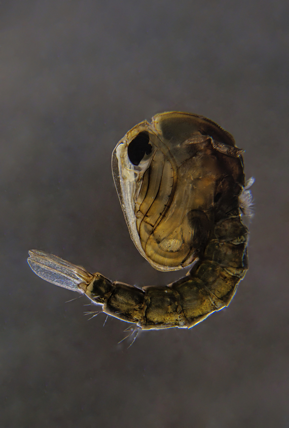 Mosquito pupa