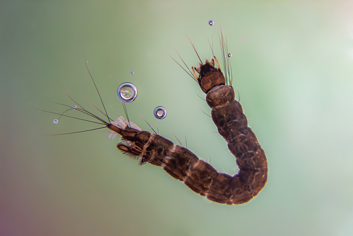 Dixidae