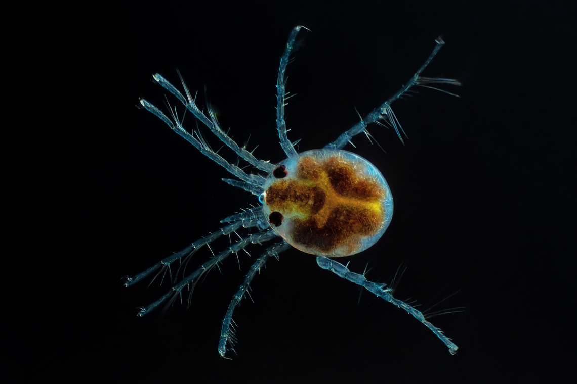 Hydrachnidia Hydrachnidia, also known as &quot;water mites&quot;, Hydrachnidiae, Hydracarina or Hydrachnellae, are among the most abundant and diverse groups of benthic arthropods, composed of 6,000 described species from 57 families. Hydrachnidia