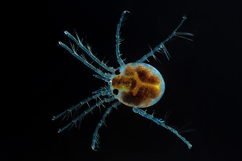 Hydrachnidia Hydrachnidia, also known as "water mites", Hydrachnidiae, Hydracarina or Hydrachnellae, are among the most abundant and diverse groups of benthic arthropods, composed of 6,000 described species from 57 families. Hydrachnidia