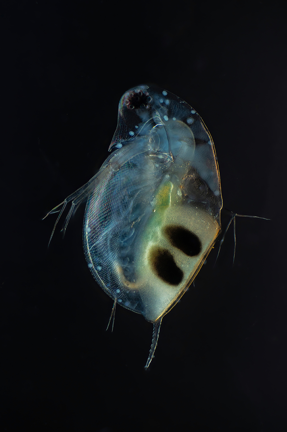 Daphnia Daphnia is a genus of small planktonic crustaceans, 0.2&ndash;6.0 mm in length. Daphnia are members of the order Anomopoda, and are one of the several small aquatic crustaceans commonly called water fleas because their saltatory swimming style resembles the movements of fleas. Estonia,Geotagged,Summer