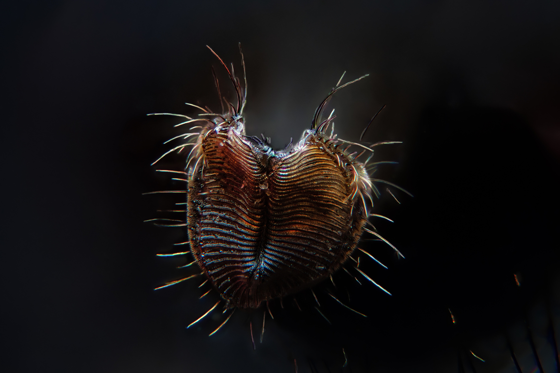 A housefly's mouth