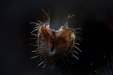 A housefly's mouth
