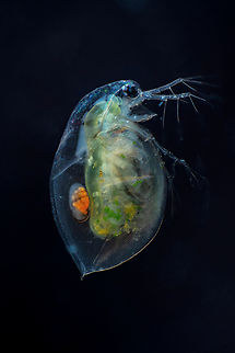 Daphnia Daphnia is a genus of small planktonic crustaceans, 0.2&ndash;6.0 mm in length. Daphnia are members of the order Anomopoda, and are one of the several small aquatic crustaceans commonly called water fleas because their saltatory swimming style resembles the movements of fleas. Estonia,Geotagged,Summer