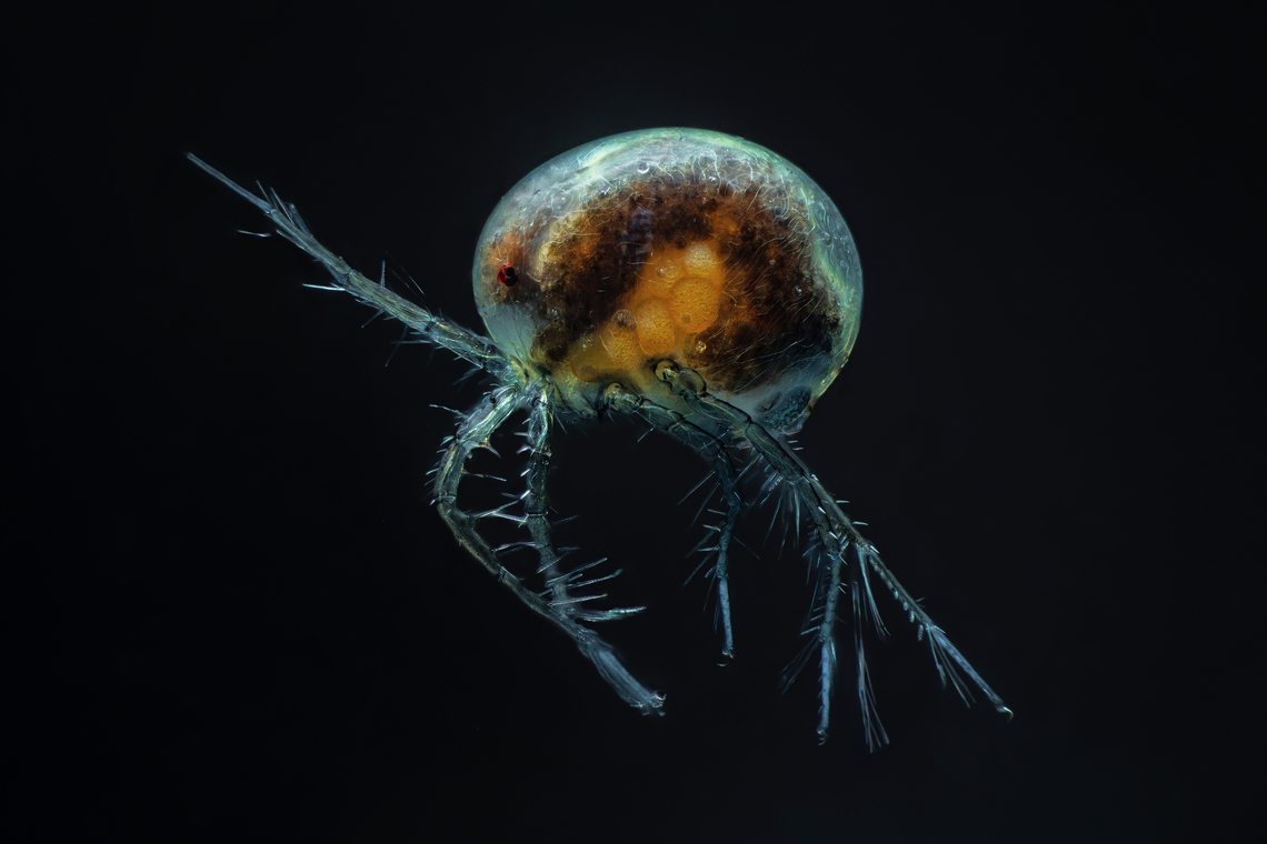 Hydrachnidia Hydrachnidia, also known as &quot;water mites&quot;, Hydrachnidiae, Hydracarina or Hydrachnellae, are among the most abundant and diverse groups of benthic arthropods, composed of 6,000 described species from 57 families.