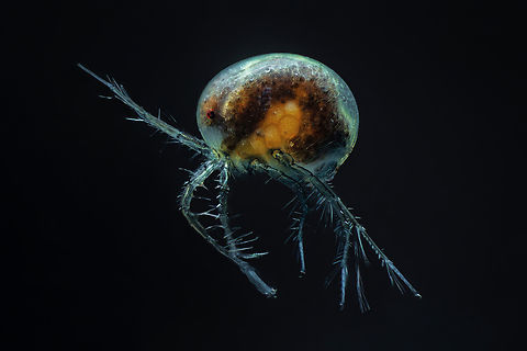 Hydrachnidia Hydrachnidia, also known as "water mites", Hydrachnidiae, Hydracarina or Hydrachnellae, are among the most abundant and diverse groups of benthic arthropods, composed of 6,000 described species from 57 families.
