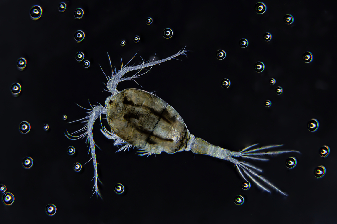 Copepod Copepods (/ˈkoʊpɪpɒd/; meaning &quot;oar-feet&quot;) are a group of small crustaceans found in nearly every freshwater and saltwater habitat. Some species are planktonic (inhabiting sea waters), some are benthic (living on the ocean floor), a number of species have parasitic phases, and some continental species may live in limnoterrestrial habitats and other wet terrestrial places, such as swamps, under leaf fall in wet forests, bogs, springs, ephemeral ponds, and puddles, damp moss, or water-filled recesses (phytotelmata) of plants such as bromeliads and pitcher plants. Many live underground in marine and freshwater caves, sinkholes, or stream beds. Copepods are sometimes used as biodiversity indicators.