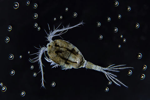 Copepod Copepods (/ˈkoʊpɪpɒd/; meaning "oar-feet") are a group of small crustaceans found in nearly every freshwater and saltwater habitat. Some species are planktonic (inhabiting sea waters), some are benthic (living on the ocean floor), a number of species have parasitic phases, and some continental species may live in limnoterrestrial habitats and other wet terrestrial places, such as swamps, under leaf fall in wet forests, bogs, springs, ephemeral ponds, and puddles, damp moss, or water-filled recesses (phytotelmata) of plants such as bromeliads and pitcher plants. Many live underground in marine and freshwater caves, sinkholes, or stream beds. Copepods are sometimes used as biodiversity indicators.