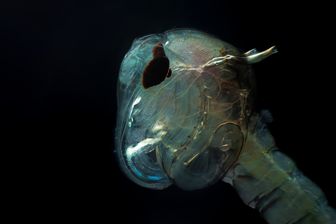 Mosquito pupa