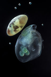 Simocephalus + ostracod You can see a water flea from the simocephalus family in the photo, and the smaller character in the picture is an ostracod Estonia,Geotagged,Spring