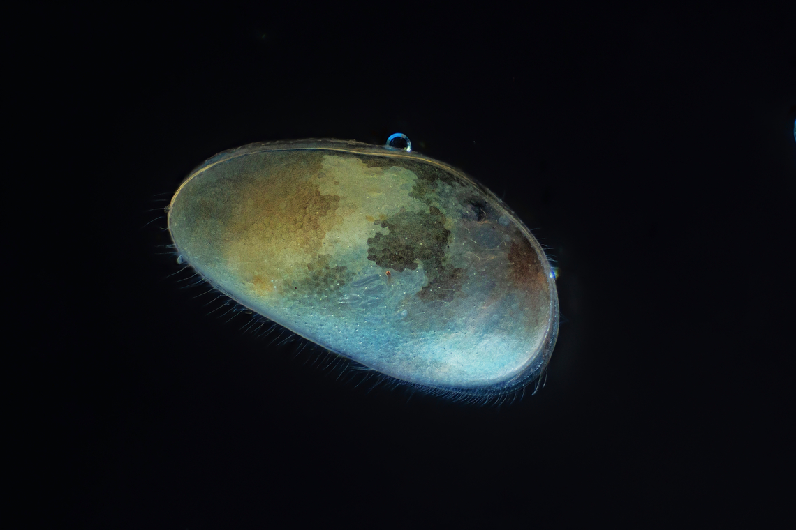 Ostracod  Estonia,Geotagged,Spring