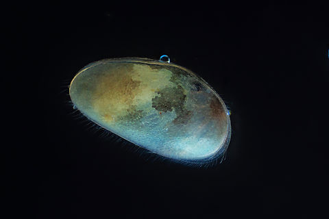 Ostracod  Estonia,Geotagged,Spring