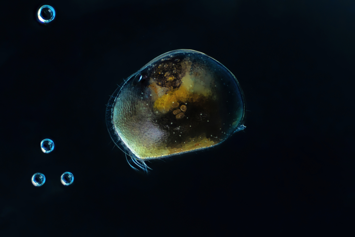 Ostracoda  Estonia,Geotagged,Spring