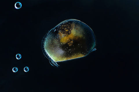 Ostracoda  Estonia,Geotagged,Spring