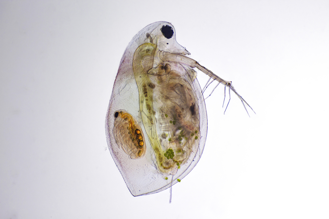 Daphnia Daphnia is a genus of small planktonic crustaceans, 0.2&ndash;6.0 mm in length. Daphnia are members of the order Anomopoda, and are one of the several small aquatic crustaceans commonly called water fleas because their saltatory swimming style resembles the movements of fleas. Estonia,Geotagged,Summer