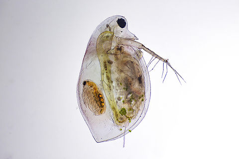 Daphnia Daphnia is a genus of small planktonic crustaceans, 0.2–6.0 mm in length. Daphnia are members of the order Anomopoda, and are one of the several small aquatic crustaceans commonly called water fleas because their saltatory swimming style resembles the movements of fleas. Estonia,Geotagged,Summer