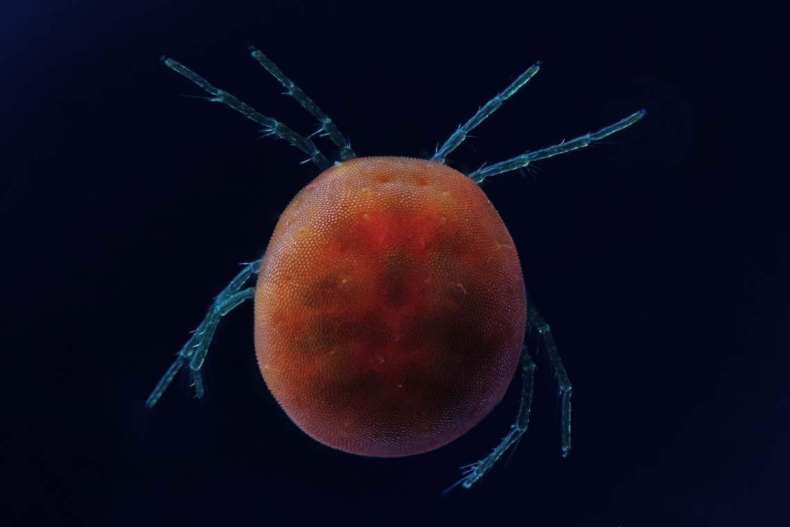 Hydrachnidia Hydrachnidia, also known as &quot;water mites&quot;, Hydrachnidiae, Hydracarina or Hydrachnellae, are among the most abundant and diverse groups of benthic arthropods, composed of 6,000 described species from 57 families. Estonia,Geotagged,Summer