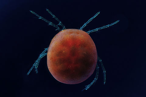 Hydrachnidia Hydrachnidia, also known as "water mites", Hydrachnidiae, Hydracarina or Hydrachnellae, are among the most abundant and diverse groups of benthic arthropods, composed of 6,000 described species from 57 families. Estonia,Geotagged,Summer