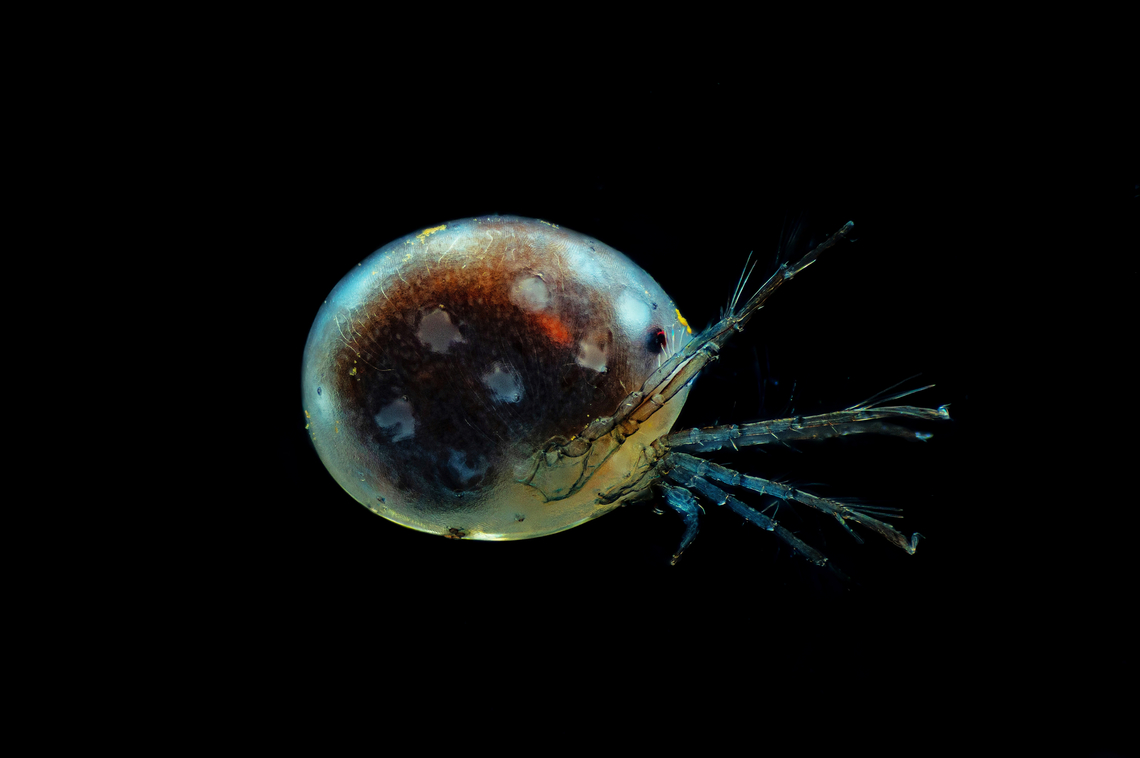 Hydrachnidia Hydrachnidia, also known as &quot;water mites&quot;, Hydrachnidiae, Hydracarina or Hydrachnellae, are among the most abundant and diverse groups of benthic arthropods, composed of 6,000 described species from 57 families. Estonia,Geotagged,Spring