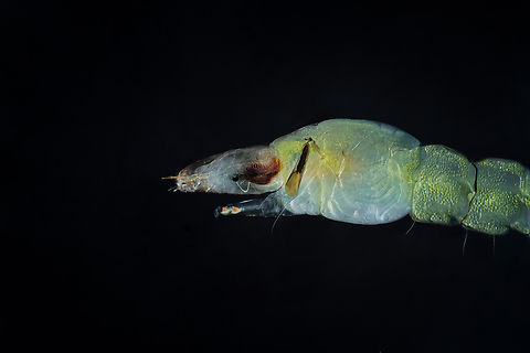 Ceratopogonidae larvae  Estonia,Geotagged,Summer