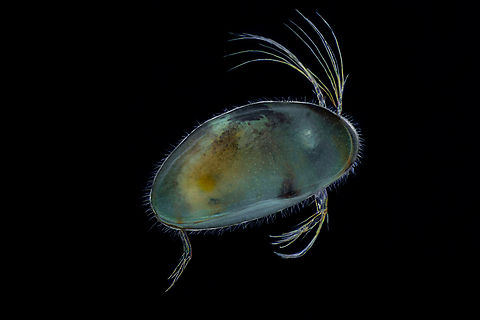 Heterocypris sp.  Estonia,Geotagged,Spring