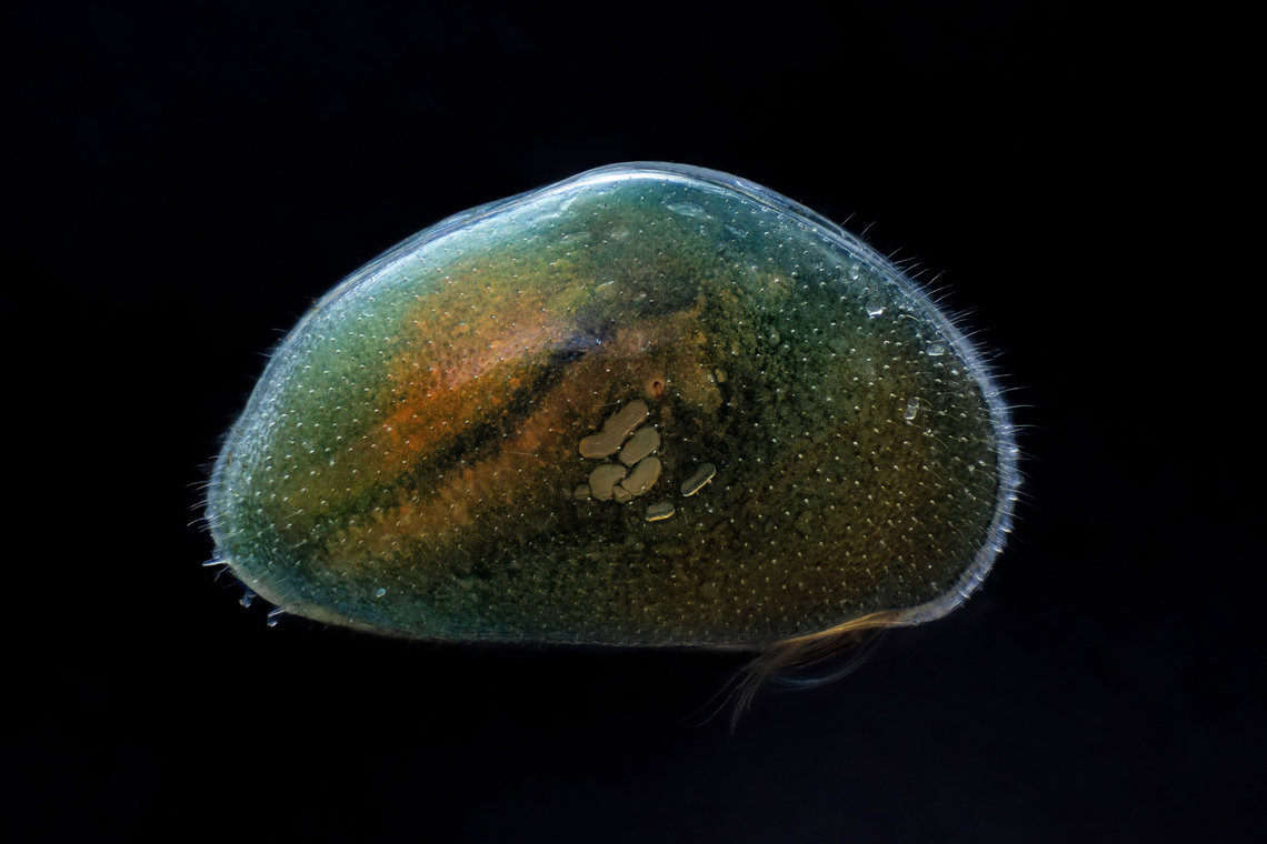 Heterocypris incongruens  Estonia,Geotagged,Heterocypris incongruens,Spring