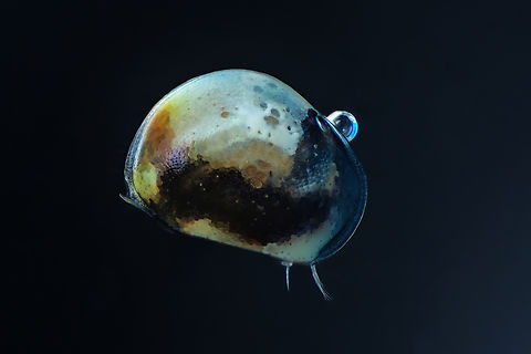 Heterocypris  Estonia,Fall,Geotagged