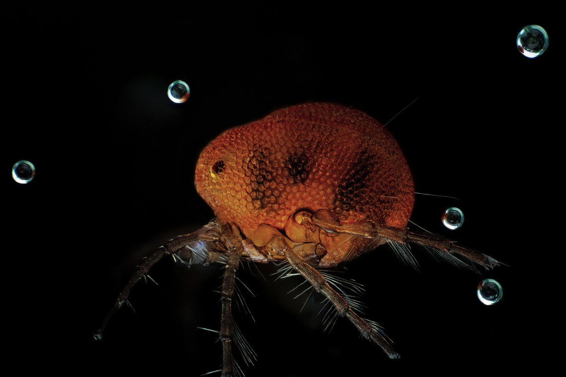 A female water mite of genus Arrenurus  Estonia,Geotagged,Spring