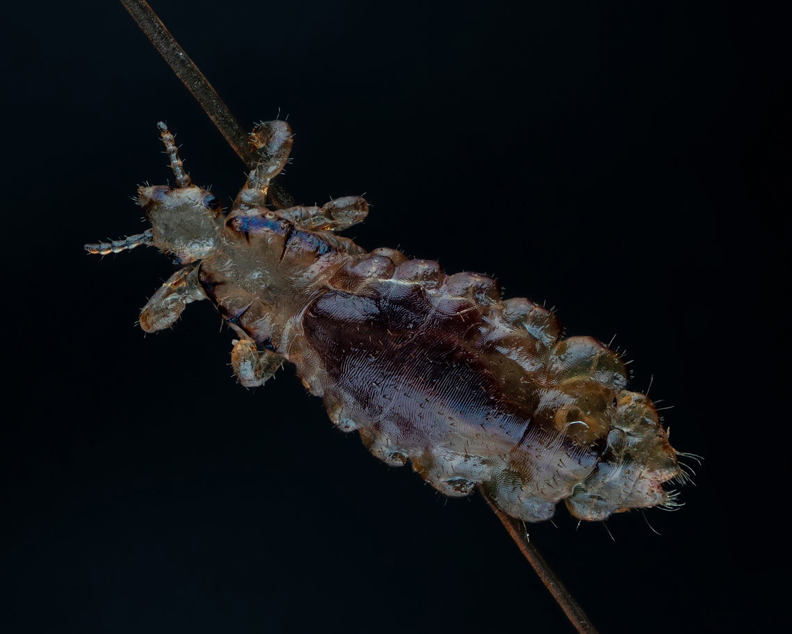 A human head louse  Estonia,Geotagged,Head louse,Pediculus humanus capitis,Spring