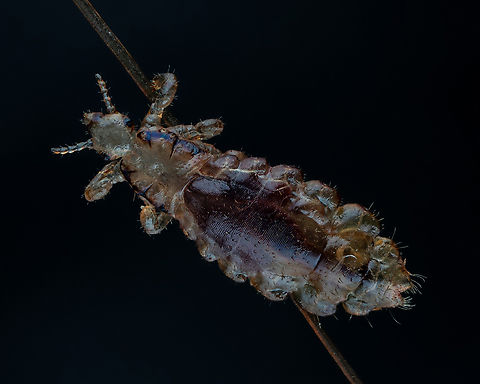 A human head louse  Estonia,Geotagged,Head louse,Pediculus humanus capitis,Spring
