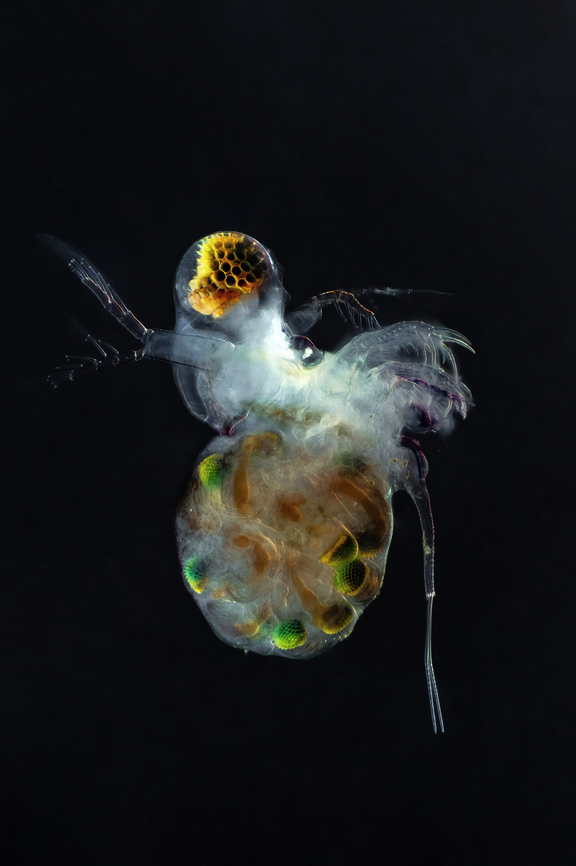 Silmik (Polyphemus)  Estonia,Geotagged,Polyphemus pediculus,Summer