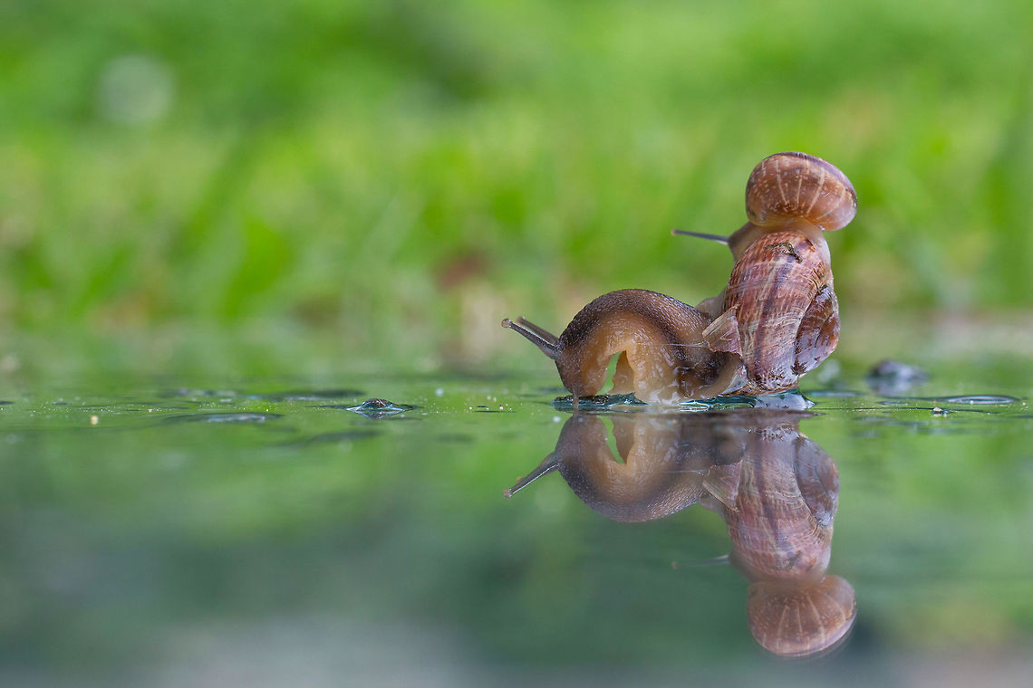 Snails in mirror  Arianta arbustorum,Estonia,Geotagged,Summer