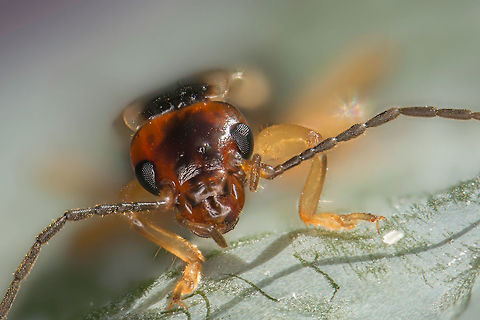 Forficula auricularia  Estonia,Forficula auricularia,Geotagged,Summer