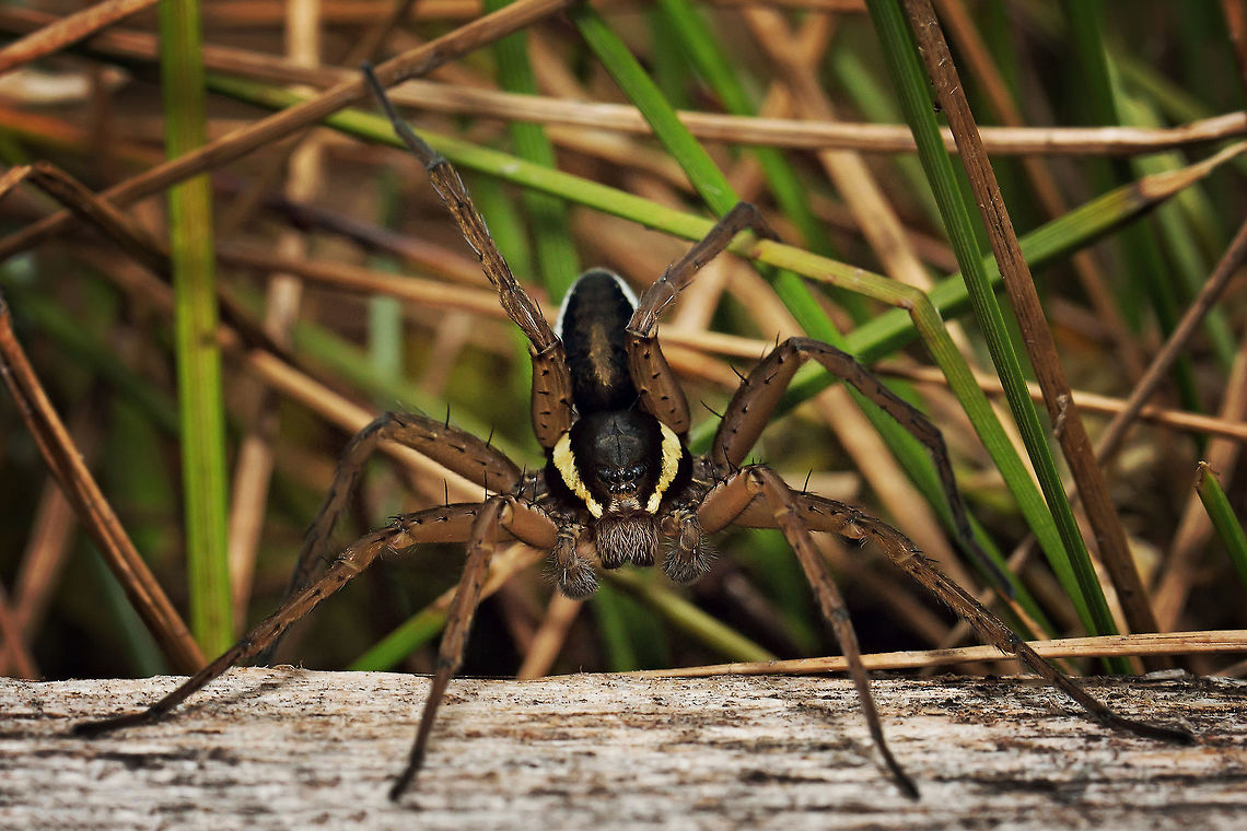 Dolomedes fimbriatus  Dolomedes fimbriatus,Estonia,Geotagged,Raft spider,Spring