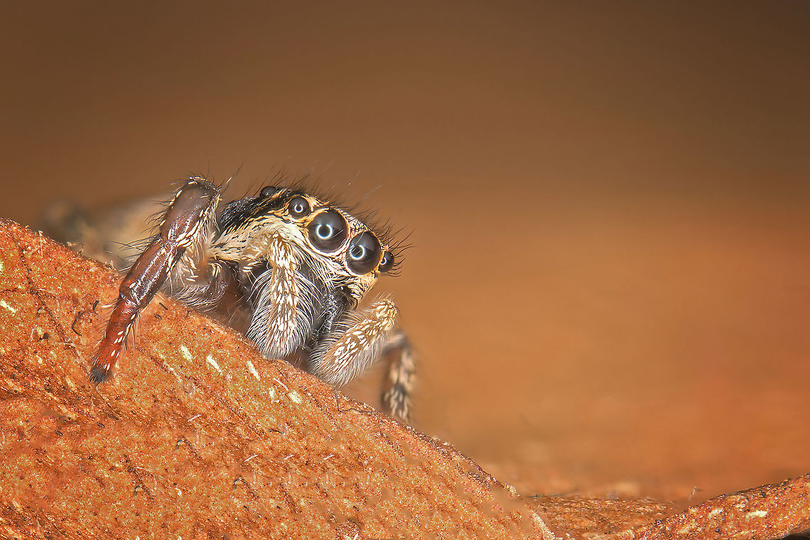 Jumping Spider  I do not know the exact type this spider. Estonia,Geotagged,Summer