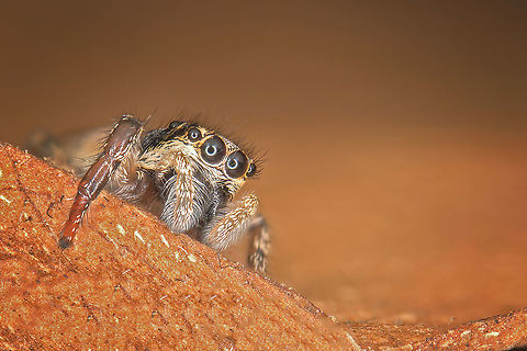Jumping Spider  I do not know the exact type this spider. Estonia,Geotagged,Summer