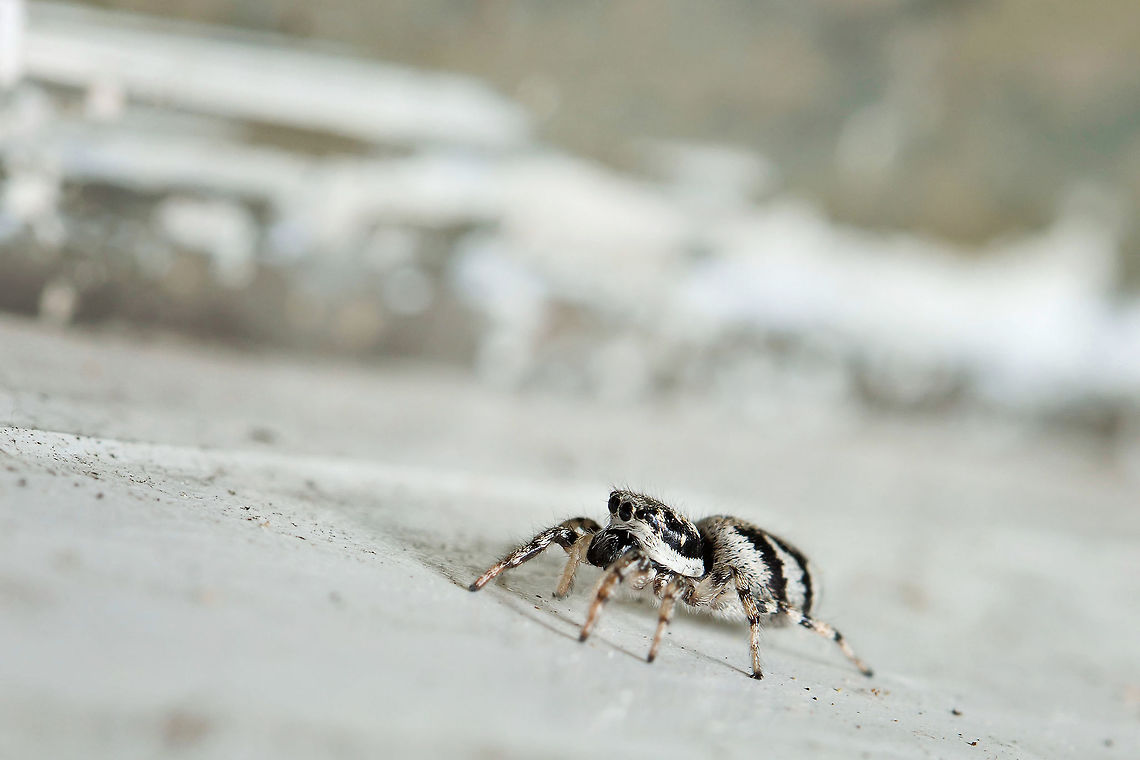 Zebra spider The zebra spider (Salticus scenicus) is a common jumping spider of the Northern Hemisphere. Estonia,Geotagged,Salticus scenicus,Spring,Zebra spider