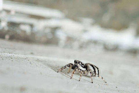 Zebra spider The zebra spider (Salticus scenicus) is a common jumping spider of the Northern Hemisphere. Estonia,Geotagged,Salticus scenicus,Spring,Zebra spider