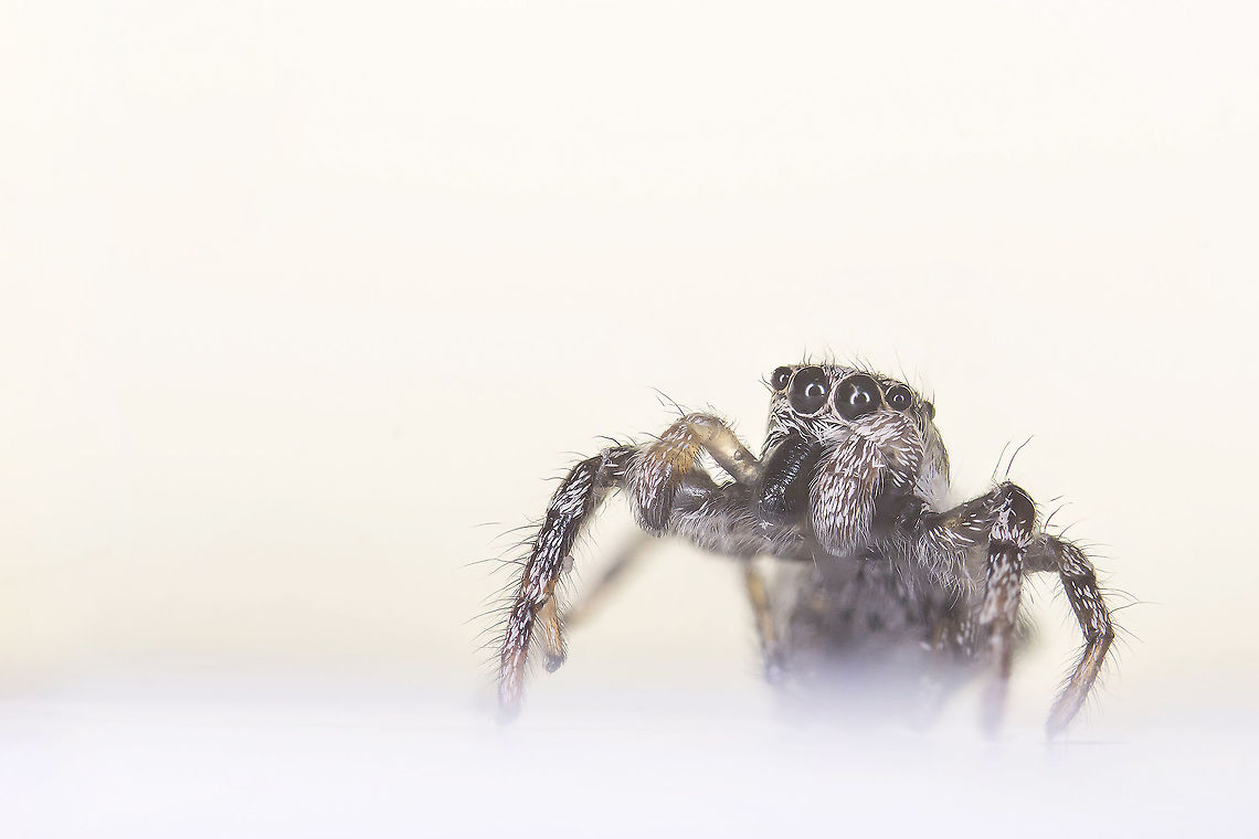 Zebra spider  Estonia,Geotagged,Salticus scenicus,Summer,Zebra spider