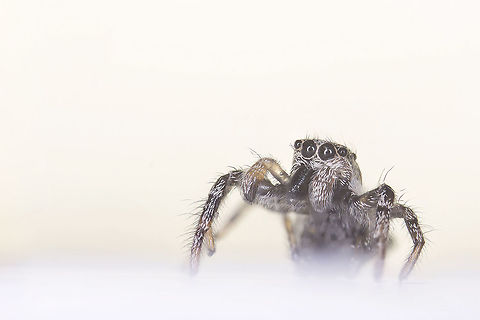Zebra spider  Estonia,Geotagged,Salticus scenicus,Summer,Zebra spider