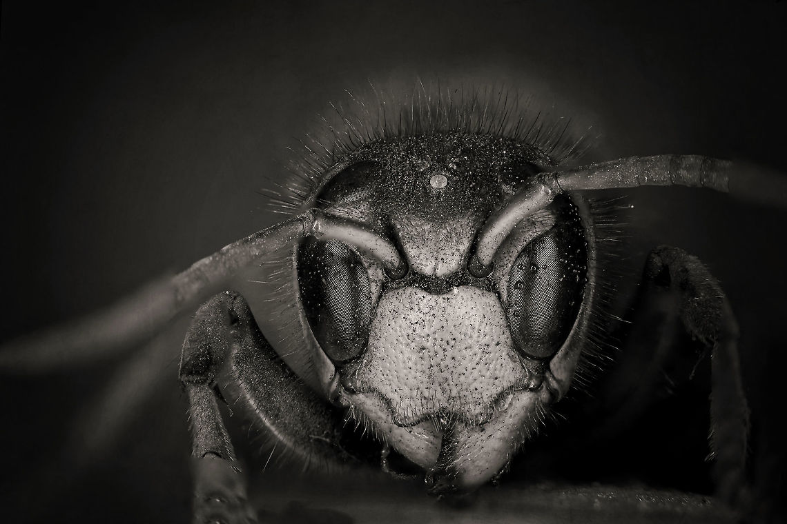 Vespa crabro The European hornet (Vespa crabro) is the largest eusocial wasp in Europe and the largest vespine in North America. Estonia,European Hornet,Geotagged,Summer,Vespa crabro