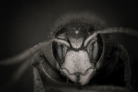 Vespa crabro The European hornet (Vespa crabro) is the largest eusocial wasp in Europe and the largest vespine in North America. Estonia,European Hornet,Geotagged,Summer,Vespa crabro